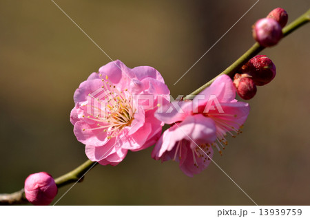 紅梅の花 13939759