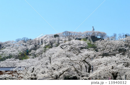 船岡城址公園の桜 13940032
