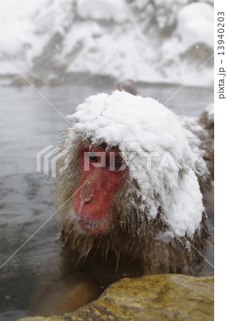 温泉に入る猿(冬季~信州地獄谷公苑) 温泉に入る猿(冬季~信州地獄谷公苑) 13940203