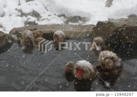 温泉に入る猿(冬季~信州地獄谷公苑) 温泉に入る猿(冬季~信州地獄谷公苑) 13940207