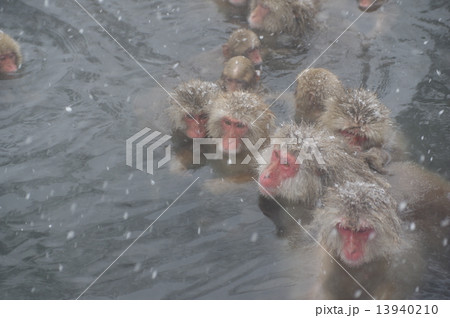 温泉に入る猿（冬季～信州地獄谷公苑） 13940210