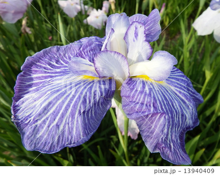 あやめ 13940409