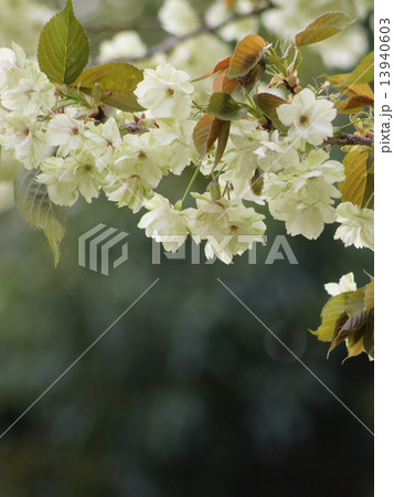 黄色い桜:ウコンザクラ 黄色い桜:ウコンザクラ 13940603