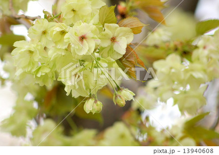 黄色い桜：ウコンザクラ 13940608