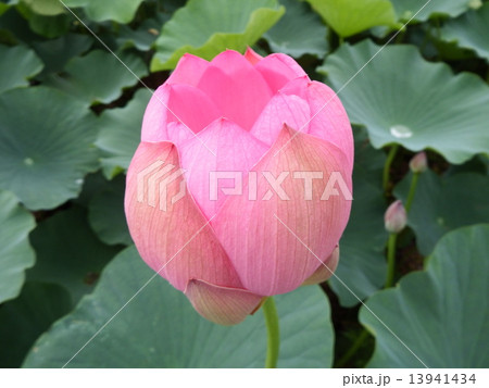 蓮 13941434