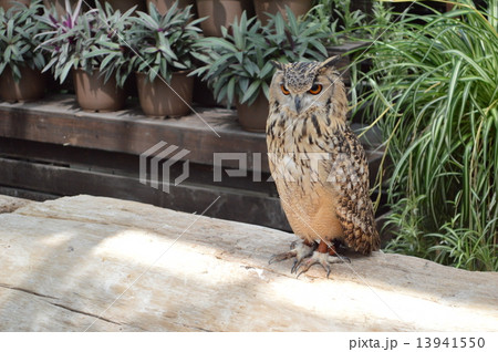 ミミズクフクロウ ミミズクフクロウ 13941550