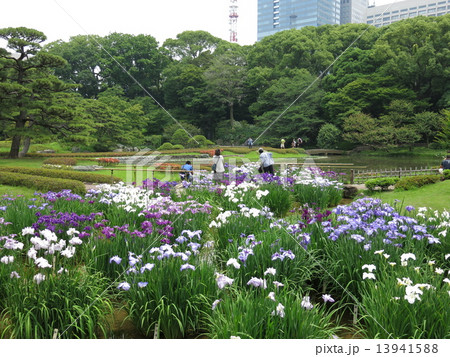 花菖蒲が咲き誇る皇居東御苑の二の丸庭園 13941588