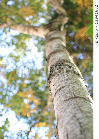 白樺の木 13941652