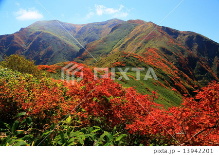 武能岳の登りから紅葉と一ノ倉岳・茂倉岳の稜線 13942201
