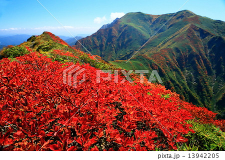 上越国境・武能岳の紅葉と谷川岳・一ノ倉岳・茂倉岳の稜線 13942205