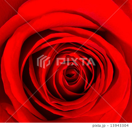 Beautiful red rose. Floral background 13943304