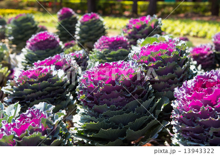 Fresh young organic collard 13943322