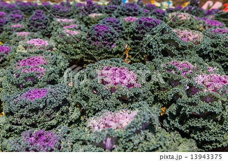 Fresh young organic collard 13943375