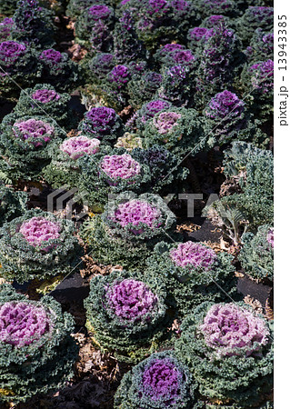 Fresh young organic collard 13943385