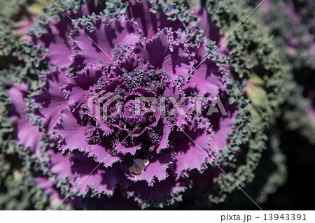 Fresh young organic collard 13943391