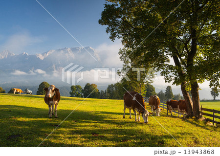 On pasture in the morning mist 13943868