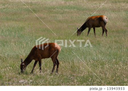 Two mule deers on morning pasture Two mule deers on morning pasture 13943933