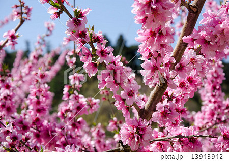 桃 もも モモ 桃の花 桃花 花 ピンク 春 桃色 木 枝 植物 自然 風景 景色 空 青空 の写真素材