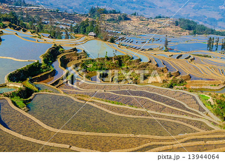 元陽の棚田 13944064