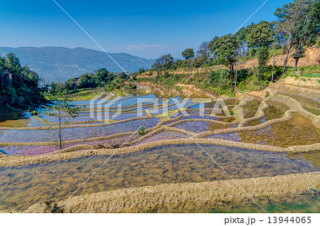 元陽の棚田　世界遺産 13944065