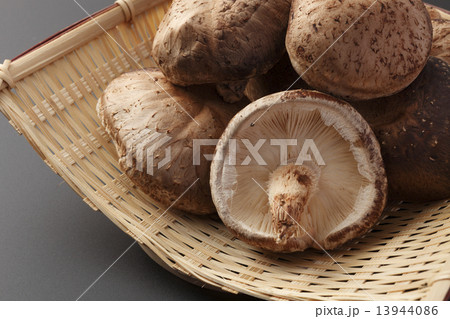 生椎茸　椎茸 13944086