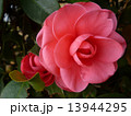 椿 13944295