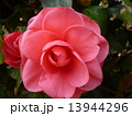 椿 13944296