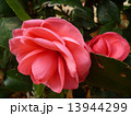 椿 13944299