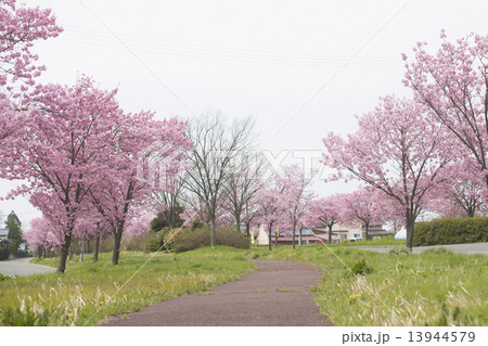 桜並木 13944579