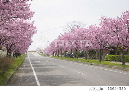 桜ロード 桜ロード 13944580