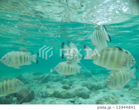 グアムの魚 13944841