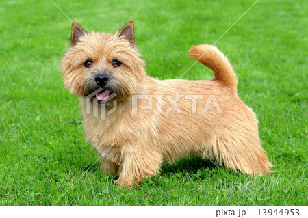 The typical Norwich Terrier on a green grass lawn The typical Norwich Terrier on a green grass lawn 13944953