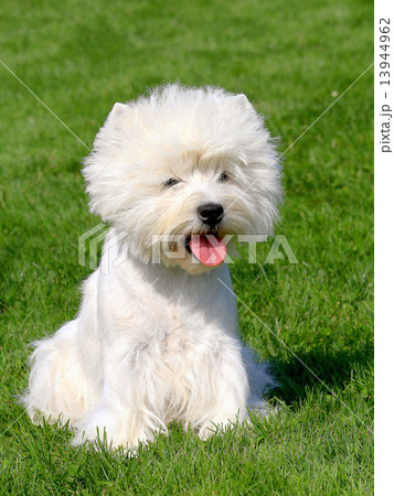 Puppy of West Highland White Terrier 13944962