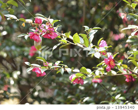 サザンカとメジロ サザンカとメジロ 13945340