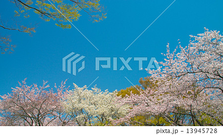 春の景色 16:9 春の景色 16:9 13945728