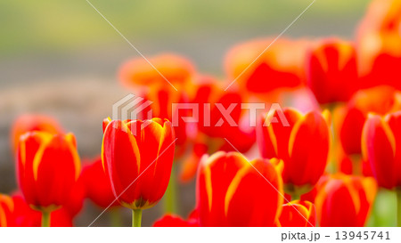 チューリップ　１６：９ 13945741