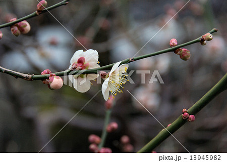 梅の花03 梅の花03 13945982