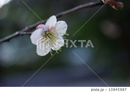 梅の花08 梅の花08 13945987
