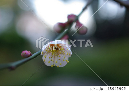 梅の花17 梅の花17 13945996