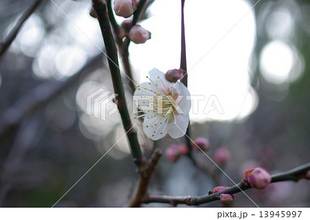 梅の花18 梅の花18 13945997
