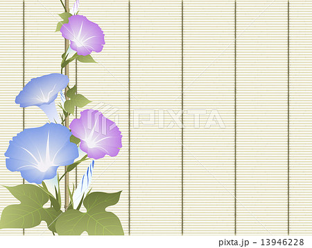 朝顔 朝顔 13946228