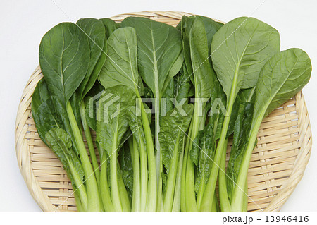 小松菜 13946416