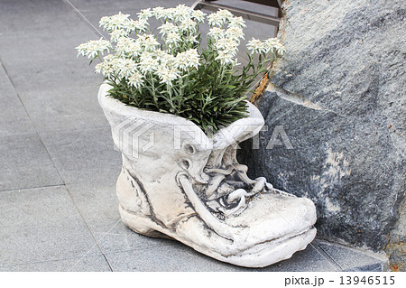 エーデルワイス(スイス) エーデルワイス(スイス) 13946515