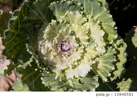 Fresh young organic collard greens 13946581