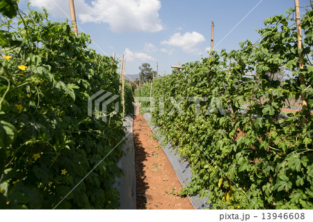 bitter melon ,Cultivation of Thailand 13946608