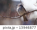 ひよどり 13946877