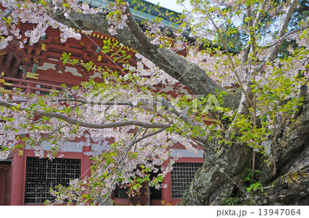 社殿と桜 13947064