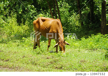 カンボジア シェムリアップ アンコールワット ベンメリア カンボジア シェムリアップ アンコールワット ベンメリア 13947332