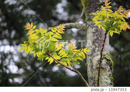 はぜの木の新芽 はぜの木の新芽 13947353