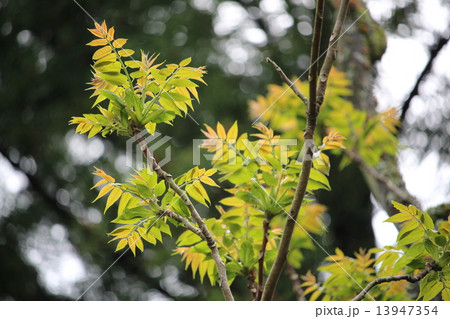 はぜの木の新芽 はぜの木の新芽 13947354